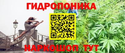 шишки Будённовск